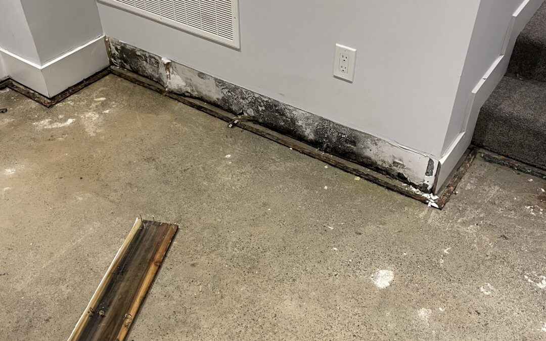 How to know you have mold in your home and what to do?