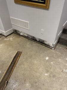 How to know you have mold in your home and what to do?
