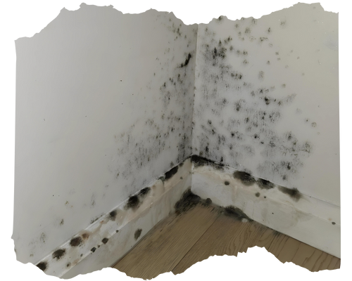 Mold Causes and Remediation